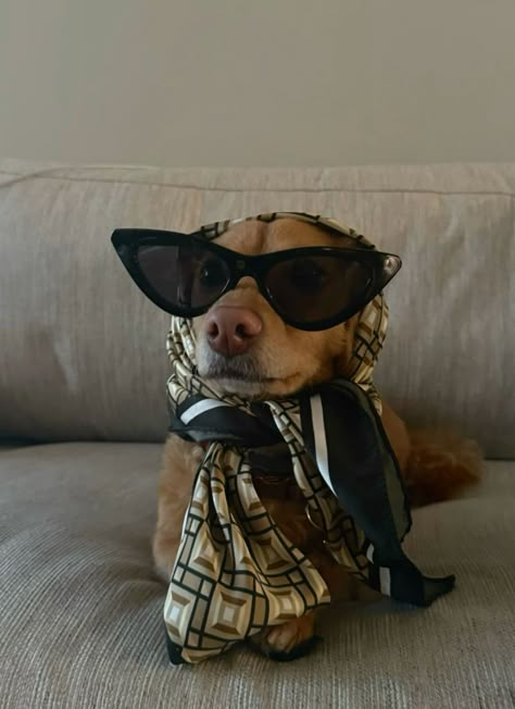 Podcast Guest, Heartwarming Photos, Pet Photos, Wearing Sunglasses, Dachshund Lovers, Dachshund Love, Dachshund Dog, Cuteness Overload, Follow Me On Instagram