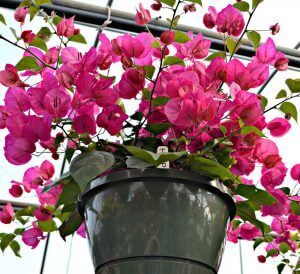 Bougainvillea Hanging Basket, Tropical Hanging Baskets, Hanging Bougainvillea, Potted Plants Full Sun, Hanging Flowering Plants, Heat Tolerant Plants, Full Sun Flowers, Hanging Plants Outdoor, Full Sun Plants