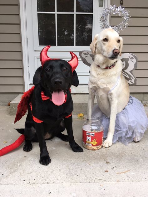 dog costumes Black And White Dog Costume, Farm Animal Costumes, Angel Dog, Devil Angel, Pet Halloween Costumes, Cat Costume, Black And White Dog, Dog Halloween Costumes, Pretty Animals