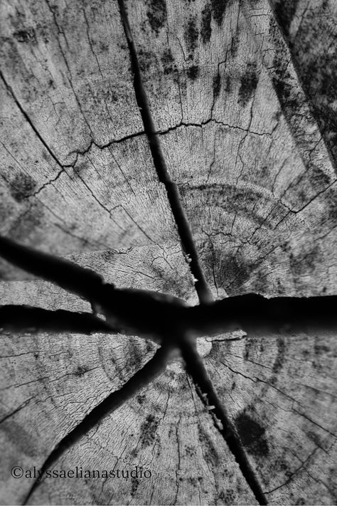 Dramatic black and white photo of interesting tree rings. This nature photography print would look stunning anywhere from the bathroom, kitchen, or laundry room to the guest room, nursery, or office! Perfect for someone that loves nature-inspired décor or wants an art piece to fit their modern, minimalist environment. Fine Art Black And White Photography, Natural Structures Photography, Natural Forms Black And White, Nature Abstract Photography, Abstract Nature Photography, Black And White Tree Photography, Depth Photography, Minimalist Environment, Nature Photography Black And White