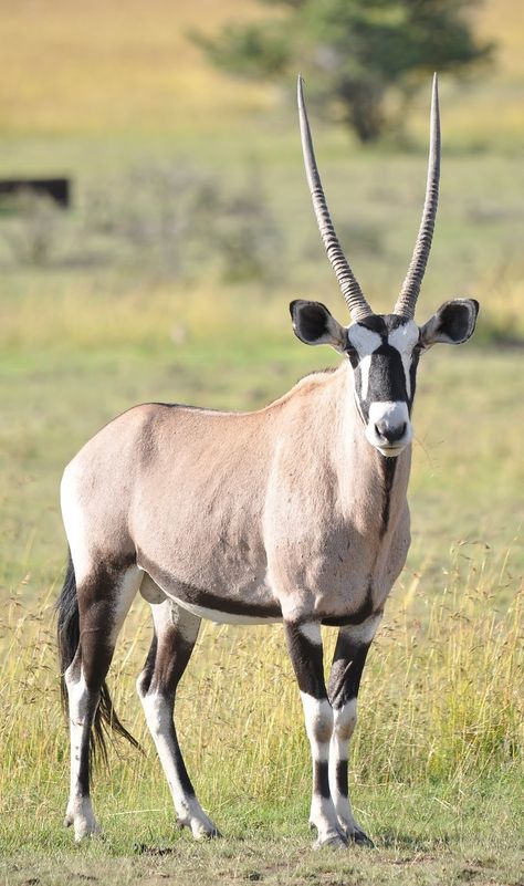 Animals With Horns, Africa Wildlife, Rare Animals, Haiwan Peliharaan, Majestic Animals, African Wildlife, African Animals, Wildlife Animals, Wild Life