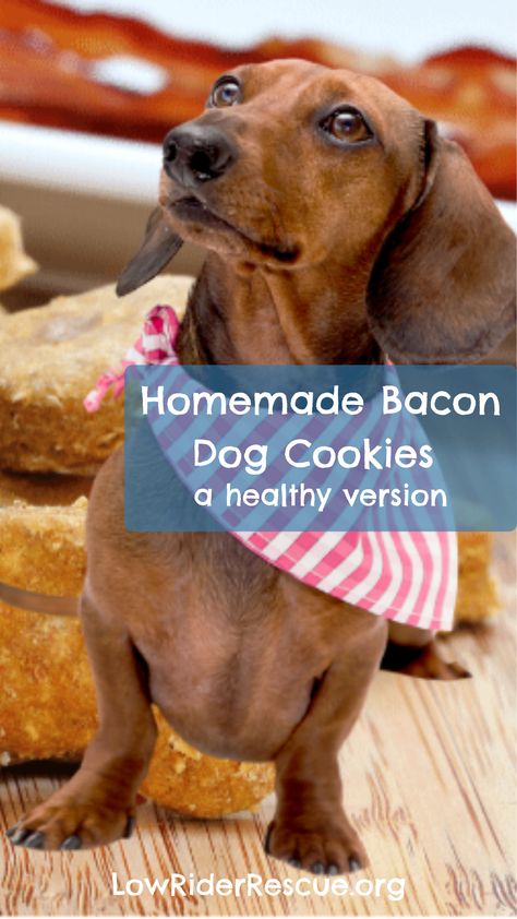 Recipes Using Bacon, Baby Treats, Bacon Dog Treats, Human Food For Dogs, Treat Business, Cook Dog Food, Bacon Dog, Homemade Bacon, Animal Treats