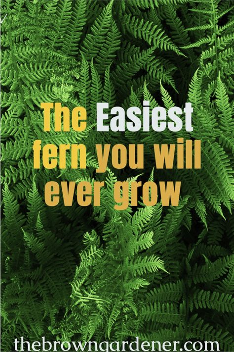 Looking for big pretty fern that is easy grow? Kimberly Queen is royalty! Kimberley Queen Fern, Kimberly Ferns Front Porches, Kimberly Ferns In Pots, Growing Ferns Outdoors, Planting Ferns In Ground, Full Sun Ferns, Kimberly Queen Fern Planter Ideas, Kimberly Fern, Fern Garden Ideas