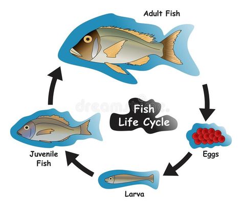 Fish Life Cycle Infographic Diagram vector illustration Fish Life Cycle Craft, Fish Life Cycle Activities, Life Cycle Infographic, Fish Drawing Easy, Cycle Infographic, Fish Life Cycle, Life Cycles Preschool, Infographic Diagram, Cycle Drawing