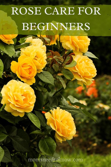 If you are new to growing roses, it can be overwhelming! Find out how to grow roses with this beginner’s guide. #gardening #gardeningtips #growroses English Tea Roses, Rose Bush Care, How To Grow Roses, Rose Plant Care, Floribunda Roses, Flower Farming, Sustainable Gardening, Grow Flowers, Rose Bushes