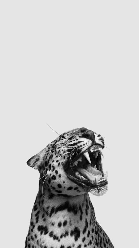 Mode Logos, Leopard Print Background, Leopard Print Wallpaper, Cheetah Print Wallpaper, Underwater Scenes, Cute Summer Wallpapers, Animals Quotes, Simple Phone Wallpapers, Plakat Design