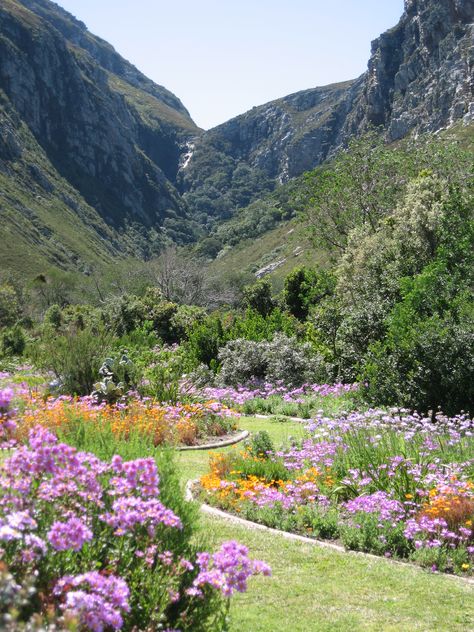 The Harold Porter Botanical Gardens, Betty's Bay Garden Ideas South Africa, Camps Bay Cape Town, Spring Scenery, Cut Flower Farm, Africa Photography, Miracle Garden, Sunrise Beach, Deck Garden, Garden Tours