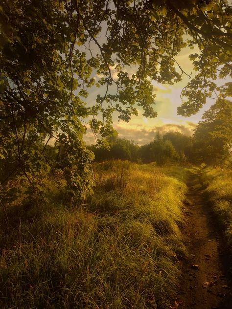 Sunny Field Aesthetic, Late Summer Aesthetic, Grayscale Painting, Afternoon Aesthetic, Summer Golden Hour, Autumn Field, Golden Meadow, Golden Field, Green Landscapes