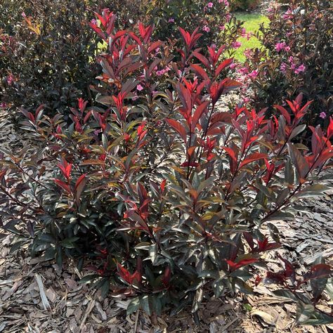 Purple Leaf Sand Cherry - STAY CLASSY™ Prunus - Order Online Purple Leaf Sand Cherry Bush, Purple Leaf Sand Cherry, Sand Cherry, Proven Winners Perennials, Long Blooming Perennials, Gothic Garden, Garden Calendar, Lavender Plant, Annual Flowers