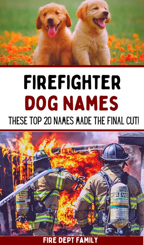 We all know that dog's are a man's best friend, and giving your puppy a firefighter name sake is a proper way to introduce them to the fire life! We've scoured the internet for the top dog names and polled our readers to see what real firefighters are naming their precious pets! Presenting the top 20 firefighter themed names for dogs , and many of them are fire themed as well. From the classics to the modern names, we've got the best fireman picks for your pup! Fire Themed Names, Themed Names, Top Dog Names, Kdp Books, Fire Dog, Boy Dog Names, Firefighter Training, Firefighter Girlfriend, Female Dog Names