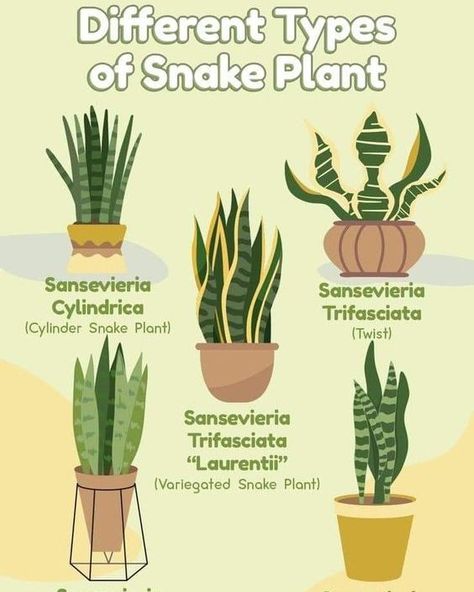 🌿 Discover the Different Types of Snake Plants! 🌿 Snake plants are not only easy to care for, but they also come in a variety of beautiful types! Whether you prefer tall and elegant or compact and cute, there’s a snake plant variety perfect for your space. 🪴✨ Different Types of Snake Plants: Sansevieria Cylindrica (Cylinder Snake Plant): With its tall, cylindrical leaves, this type adds a modern touch to any room. Sansevieria Trifasciata (Twist): Twisted leaves make this variety a fun and ... Types Of Snake Plants, Variegated Snake Plant, Snake Plant Varieties, Sansevieria Cylindrica, Snake Plant Care, Types Of Snake, Sansevieria Plant, Tropical House Plants, Zebra Plant