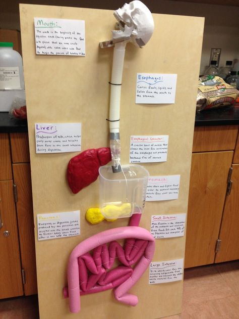 this. Describe what worked and what didn't work on your final model. Everything worked fine on the final model except our amylase powder went missing mysteriously during the day before the presentation night, also the cotton candy got stuck in the esophagus sometimes. Also, a tooth broke off the skull. What was the feedback you received from the judges? The judges mostly asked about parts of the digestive system we didn't functionally cover, as well as questions about materials such as the live Digestive System Project For Kids, Digestive System For Kids Project, Digestive System Diagram Project, Organ System Project, Human Digestive System Model, Digestive System Project, Digestive System Activities, Digestive System For Kids, Digestive System Model