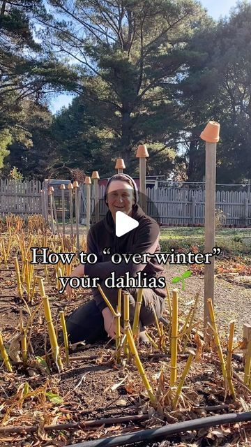 Janae & Chris ~ Flower Farm on Instagram: "🌱Overwintering Dahlias 🌱  One of the biggest changes we have made with our dahlia growing methods over the last few years has been transitioning to keeping most in the ground over winter, rather than pulling and storing them each year when they are dormant.  A very clever grower near Philadelphia, Jennie Love, got us into it a while back, as she has successfully overwintered her dahlias for years now, and has spoken about it extensively in her blog and brilliant podcast.  If you have good drainage, and don’t need to pull the dahlia clump (eg to move it, divide it, etc), just keep it in the ground! It saves on labour and storing dahlias can often be the trickiest aspect of dahlia care.  And… the perks are numerous. Overwintered dahlias come on qu Overwintering Dahlias, Overwinter Dahlias, Dahlia Growing, Dahlia Care, Gardens Of The World, Dahlias Garden, Growing Dahlias, Overwintering, Move It