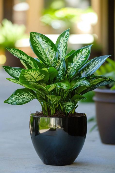 Chinese Evergreen (Aglaonema) is a stunning and easy-care addition to any indoor space! 🌿🏡 With its beautifully variegated leaves and robust nature, this plant is a delightful blend of elegance and resilience. Quick to adapt to various light conditions and bursting with air-purifying benefits, Chinese Evergreen is perfect for brightening up your home. 🌱✨ #ChineseEvergreen #Aglaonema #IndoorPlants #EasyCare #AirPurifying #GreenHome #PlantLover Inside House Plants, Chinese Evergreen Plant, Chinese Flowers, Houseplants Low Light, Pokok Bunga, Aesthetic Plants, Plant Pot Design, Diy Garden Fountains, Chinese Evergreen