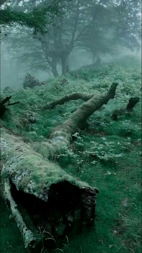 Paradis Sombre, Dark Naturalism, Dark Fairycore, Dark Green Aesthetic, Trash Art, Slytherin Aesthetic, Dark Forest, Nature Aesthetic, Grunge Aesthetic