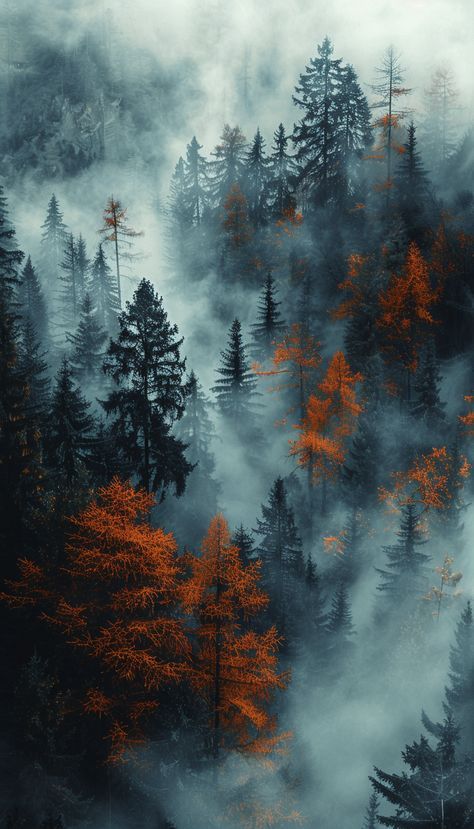 Autumn In The Mountains, Autumn Forest Photography, Fall Scenery Wallpaper, 1980x1080 Wallpaper Hd, Autumn Forest Aesthetic, Forest Iphone Wallpaper, Fall Phone Backgrounds, Iphone And Laptop, Wallpaper Backgrounds Fall