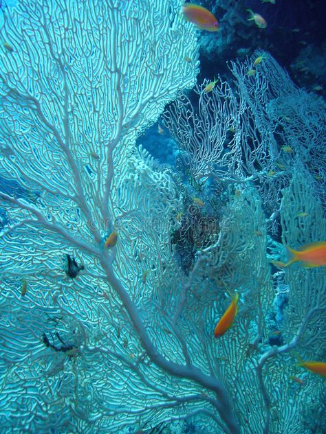 Deep Sea Coral, Shells Underwater, Coral Reef Aesthetic, Coral Structure, Coral Photography, Coral Shapes, Coral Reef Photography, Coral Texture, Sea Fan Coral