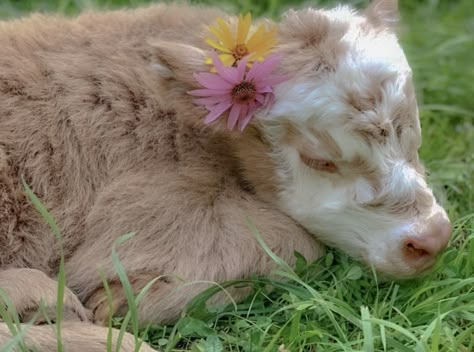 Pretty Animals Aesthetic, Cute Fluffy Cow Aesthetic, Cute Cow Art Aesthetic, Cute Cow Aesthetic, Cottage Animals, Cute Fluffy Cow, Cottagecore Cow, Cute Cow Art, Cows Cute