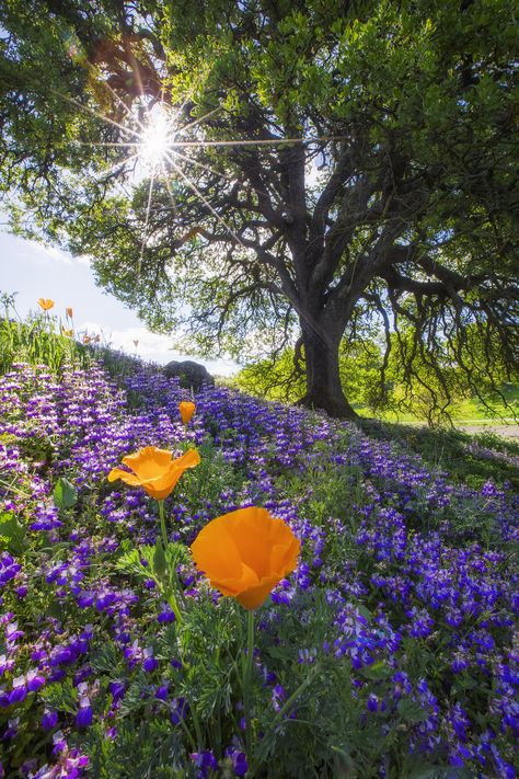 San Francisco Bay Area - Vincent James Photography Picture Tree, Artist Photo, California Art, Garden Photography, Oak Tree, Nature Scenes, Planet Earth, Featured Artist, Fun To Be One