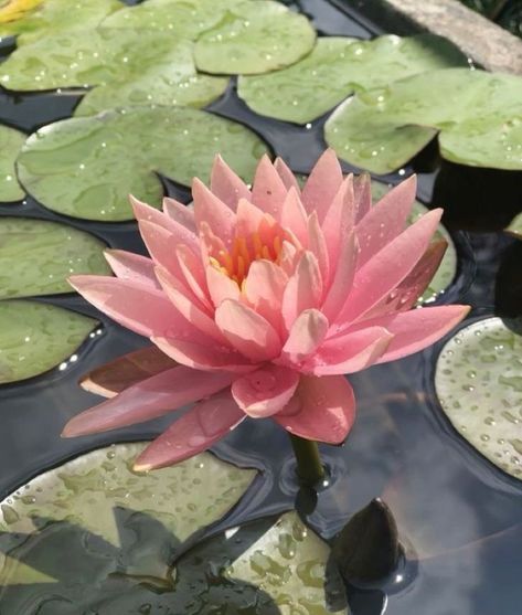 Lotus Flowers Aesthetics, Lotus Flower Reference, Water Lily Flower Aesthetic, Water Lillie’s, Lily Pads Aesthetic, Waterlily Aesthetic, Water Lily Aesthetic, Lotus Flower In Water, Lotus Flower Aesthetic