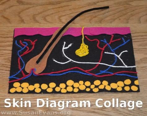 How to Make a Skin Diagram Collage - http://susanevans.org/blog/skin-diagram-collage/ Skin Layer Project Ideas, Integumentary System Diagram, Skin Layers Project, Integumentary System Model, Layers Of The Skin Project, Skin Diagram Project, Skin Layers Anatomy Project, Integumentary System Activities, Skin Model Project Diy