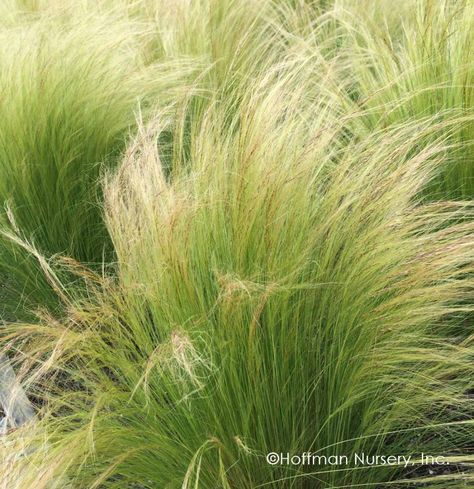 Mexican Feather Grass, Grasses Landscaping, Grasses Garden, Side Garden, Cold Frame, Ornamental Grasses, Pool Landscaping, Drought Tolerant, The Grass