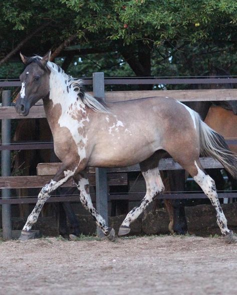 She is sooo pretty! Owner @cb_arabians #prettyhorse #grulla #grullo #tobiano #spots #spottedhorse #equine #horse #pferd #cheval… | Instagram Spotted Draft Horse, Cool Horse Coats, Cool Horses, Horse Reference Photos, Grullo Horse, Tobiano Horse, Piebald Horse, Unique Horses, Grulla Horse