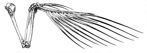 Bird Wings Skeleton, Bird Skeleton Illustration, Bird Wing Skeleton, Skeleton Wing Tattoo, Bird Bones Tattoo, Bird Wing Bones, Bird Skeleton Tattoo, Skeletal Wings, Wing Skeleton