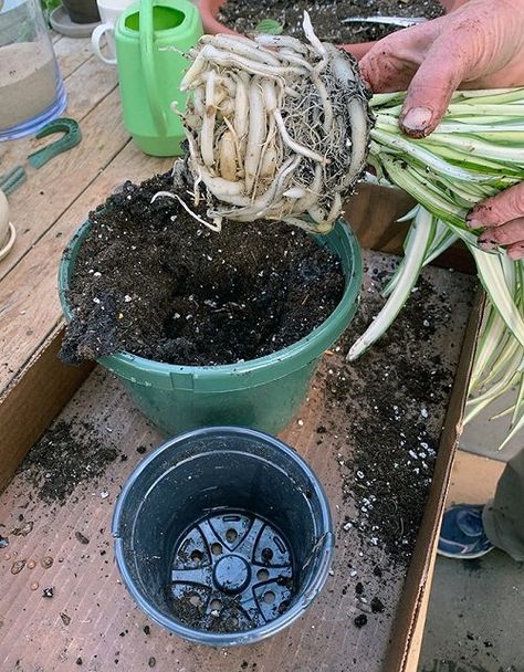 Repotting a Spider Plant | How to Repot a Spider Plant Spider Plant Planter Ideas, Spider Plant Bonsai, Repotting Spider Plant, Spider Plant Decor, Spider Plant Propagation, Planting Hacks, Spider Plant Care, Airplane Plant, Plants Grown In Water