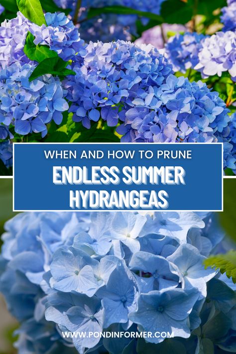 Wondering when to prune your Endless Summer Hydrangeas? Follow these tips to keep your plants looking their best. #Hydrangeas #Gardening #PruningTips #BeautifulBlooms #PlantCare Endless Summer Hydrangea Care, Pruning Endless Summer Hydrangeas, Summer Hydrangea, Pruning Hydrangeas, Pond Netting, Endless Summer Hydrangea, Pond Aerator, Hydrangea Care, Pond Filters