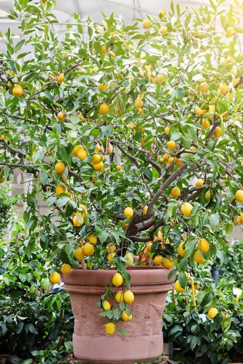 How To Grow A Lemon Tree In A Pot That Actually Produces Lemons! - Mental Scoop Lemon Tree In A Pot, Lemon Tree Potted, Desserts Lemon, Growing Lemon Trees, Tree In A Pot, Dessert Lemon, Potted Fruit Trees, Pathway Ideas, Chicken Lemon