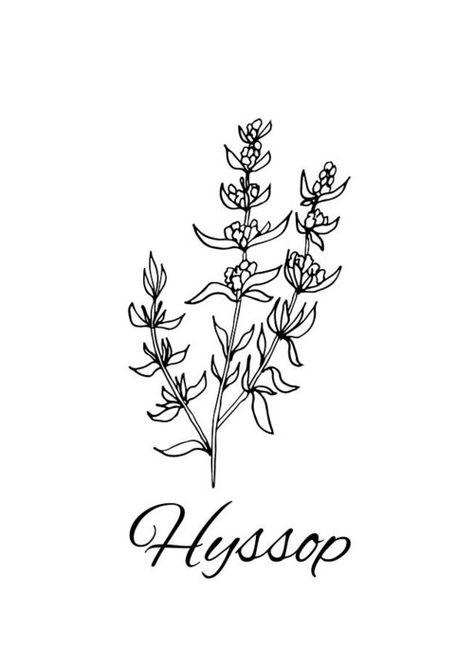 Hyssop Flower Tattoo, Biblical Plant Tattoos, Hyssop Plant Tattoo, Hyssop Tattoo, Biblical Flowers, Hyssop Flower, Maggie Core, Herb Tattoo, Bible Tattoos