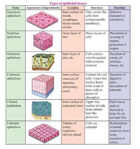 Write the location, structure and function of following epithelial tissues:a Squamous epitheliumb Stratified epitheliumc Glandular epitheliumd Columnar epitheliume Ciliated epitheliumf Cuboidal epithelium Epithial Tissue, Epithelial Tissue Diagram, Epithelium Tissue Notes, Biology Tissues Notes, Epithelial Tissue Notes, Epithelial Tissue Drawing, Epithelial Tissue Anatomy Notes, Stratified Columnar Epithelium, Types Of Epithelial Tissue