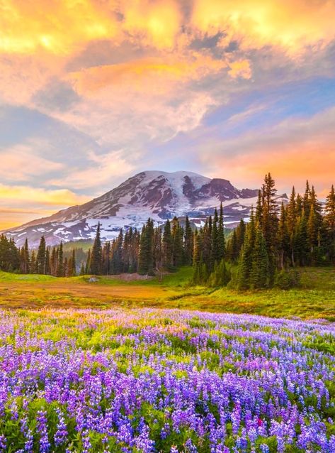 Meghan And Harry, Mountain Landscape Photography, Beauty Flowers, Beautiful Landscape Photography, A Vet, Amazing Nature Photography, Landscape Photography Nature, Pretty Landscapes, Mountain Photography