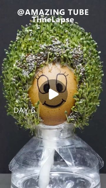 Amazing Tube on Instagram: "Growing chia seeds on egg #timelapse" Growing Chia Seeds On Egg, Chia Seed Growing, Chia Growing, Growing Chia Seeds, Camp Crafts, Summer Camp Crafts, Camping Crafts, Egg Shells, Chia Seeds