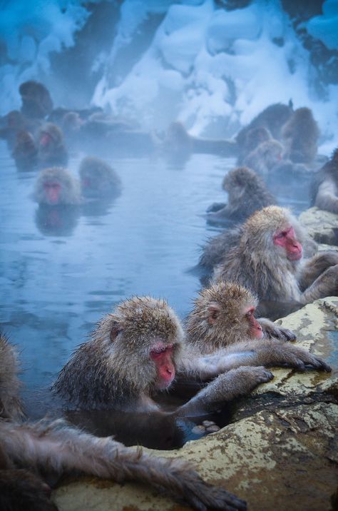 Jigokudani Monkey Park, Nagano Prefecture, Snow Monkeys, Japanese Macaque, Snow Monkey, Nagano Japan, Chill Time, Mandrill, Taking A Bath