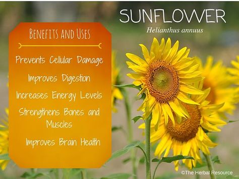 Sunflower - Benefits and Uses of Its Seed and Petals Sunflower Petals Uses, Sunflower Benefits, Herbs Garden Indoor, Sunflower Oil Benefits, How To Make Sunflower, Medicinal Wild Plants, Sunflower Petals, Edible Weeds, Wild Sunflower