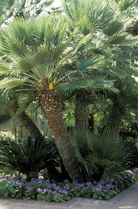 13 Best Small Trees for Patios - European Fan Palm (Chamaerops humilis) aka Mediterranean Fan Palm European Fan Palm, Palm Trees Garden, Palm Tree Images, Indoor Palm Trees, Short Trees, Mini Palm Tree, Short Palm Trees, Trees For Front Yard, Palm Trees Landscaping