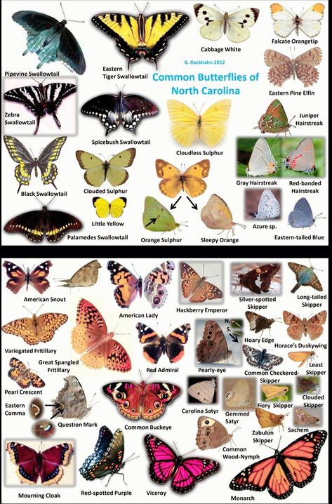 Butterfly Information, Butterfly Identification, Tiny Baby Animals, Butterfly Symbolism, Pig Breeds, Types Of Butterflies, Birthday Makeup, Butterfly Images, Bugs And Insects