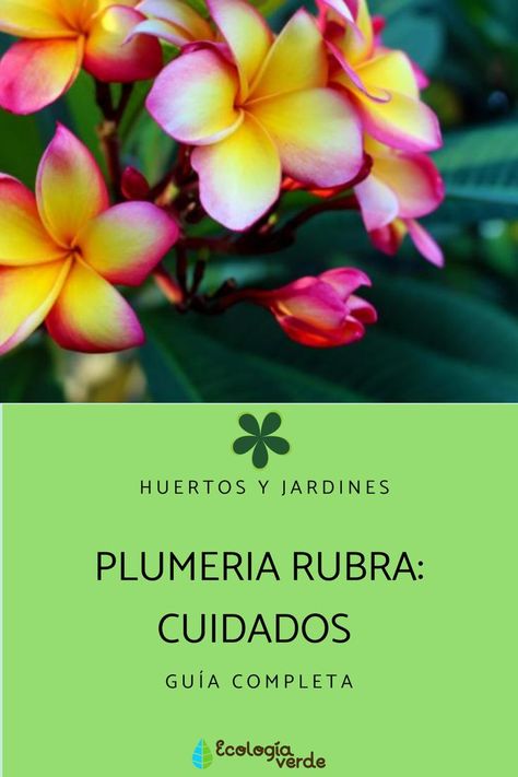 Seguramente habrás visto este arbusto más de una vez pero no sabes su nombre. Te contamos los cuidados de la Plumeria rubra, aquí 👇: #PlumeriaRubra #PlumeriaRubraCaracteristicas #PlumeriaRubraCuidados #FrangipaniCaracteristicas #FrangipaniUbicacion #FrangipaniTemperatura #FrangipaniRiego #FrangipaniSueo #FrangipaniAbonado #FrangipaniPoda Flores Plumeria, Future House, Plants, Flowers, Santos