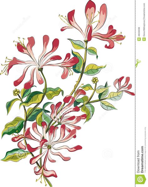 Honeysuckle Tattoo, Flower Vector Art, Honeysuckle Flower, Watercolor Bouquet, Watercolor Projects, Digital Flowers, Botanical Flowers, Free Vector Graphics, Flower Illustration