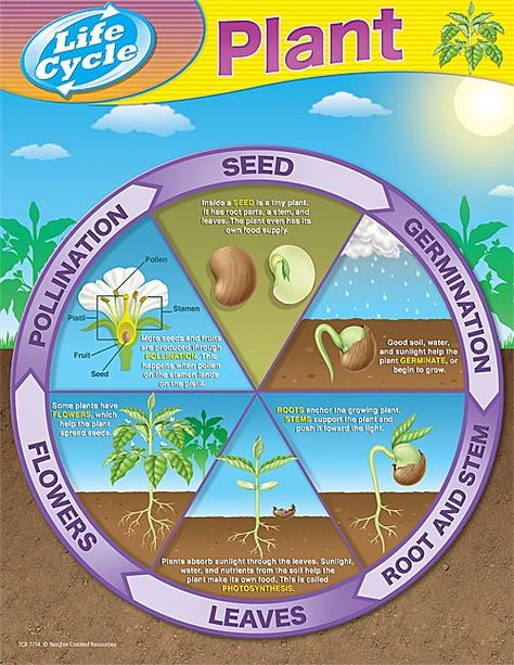 cattail life cycle | life cycles Germination Of Seeds For Kids, Seeds For Kids, Germination Of Seeds, Grade 4 Science, Plant Life Cycles, Science Plants, Planting For Kids, Plants Unit, Plant Activities