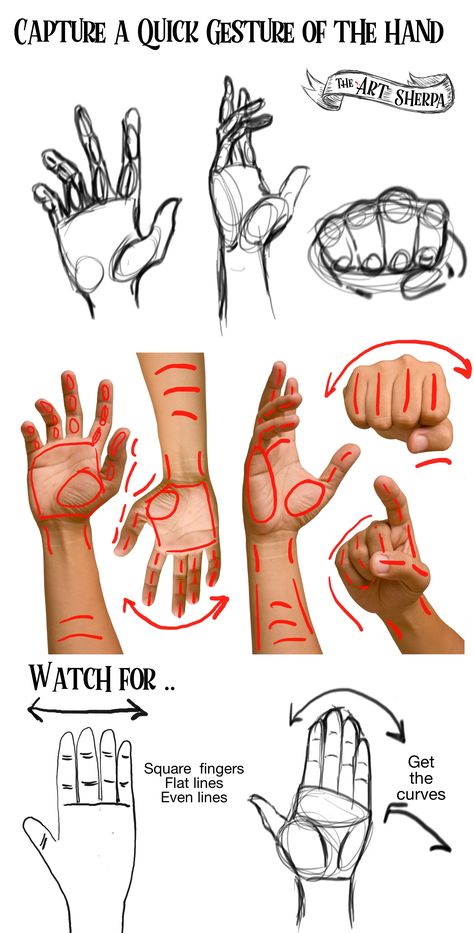 Art Sherpa, The Art Sherpa, Draw Hands, Drawing Hands, Draw And Paint, Live Art, Human Anatomy Drawing, Hand Drawing Reference, Anatomy Drawing