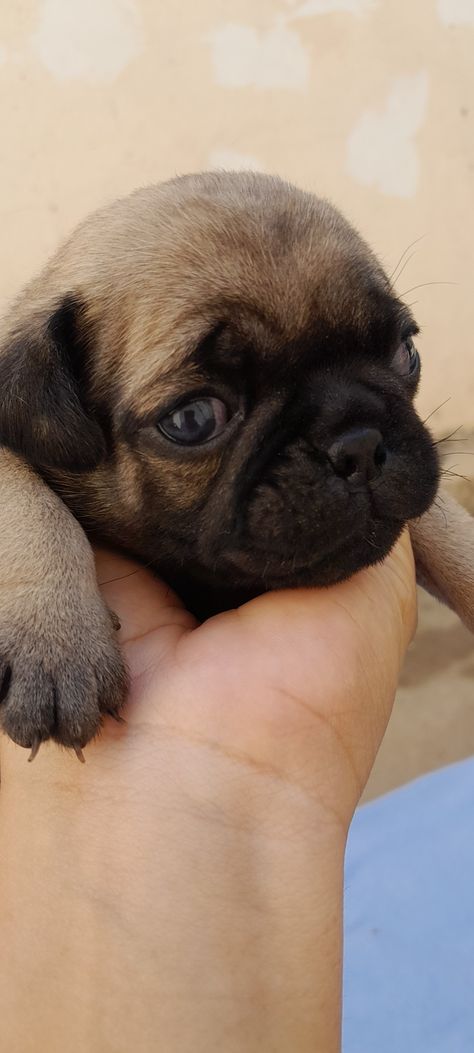 Soledad atlántico Pug