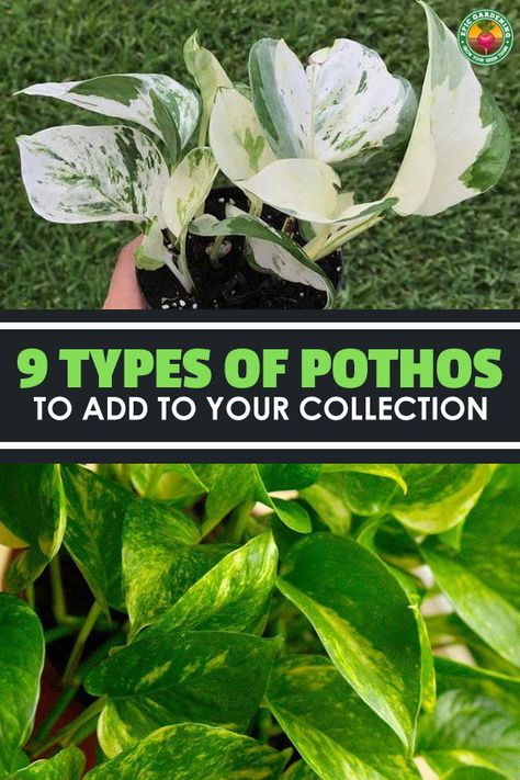 There are many more types of pothos than the standard golden variety, so learn 9 types you should add to your garden! Different Types Of Pothos Plants, Photos Plant Houseplant, Pothos Plant Types, Different Types Of Pothos, Pathos Varieties, Pothos Varieties Chart, Golden Photos Plant, Pothos Types, Types Of Pothos Plants