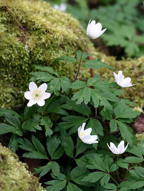 Wood Anemones and Moss | Flickr - Photo Sharing! Japanese Planting, Pretty Wildflowers, Wood Anemone, Anemone Flowers, Woodland Plants, Woodland Flowers, Native Plant Gardening, Forest Photos, Moon Garden