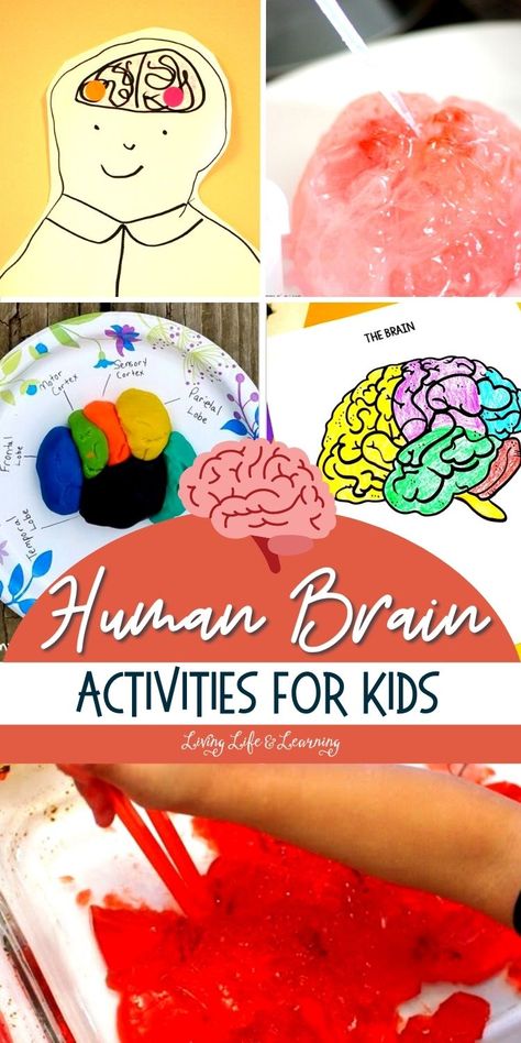 Brain Sensory Activity, Human Brain Activities For Preschool, Brain Stem Activities, Brain Crafts For Preschoolers, Brain Kindergarten Activities, Preschool Brain Activities, Fantastic Elastic Brain Activities Free, Science Human Body Activities, Brain Preschool Activities