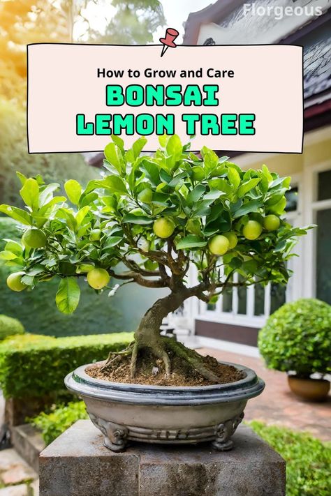 Bonsai Lemon Tree Lemon Tree, What Type, How To Grow, Bonsai, To Grow, Soil, Lemon, Fruit