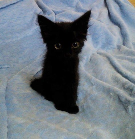 Little black kitten being the best thing ever Black Kitten, Blue, Black