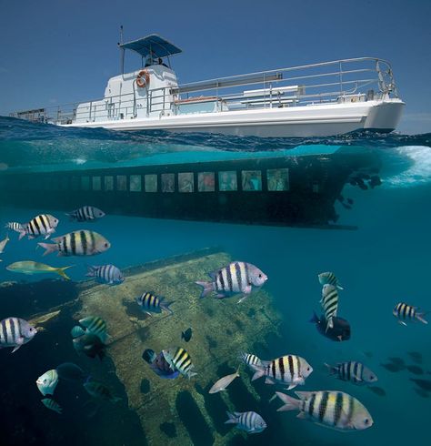 Join Atlantis Submarines, voted Aruba's most outstanding attraction, on a guided tour aboard the largest passenger submarine fleet in the world. Book now! Palm Island, Sightseeing Bus, Natural Pool, Adventure Tours, Caribbean Sea, Great Barrier Reef, Sea World, Underwater World, Travel Goals